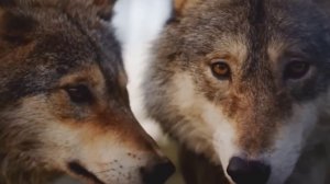 Программа "Актуальный обзор" на 8 канале от 22.02.2026 Часть 2