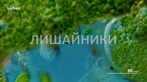 Лишайники: уникальный симбиоз
