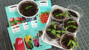 Рассада обнять и плакать зачем показываю? Перцы из просроченных семян удивили!