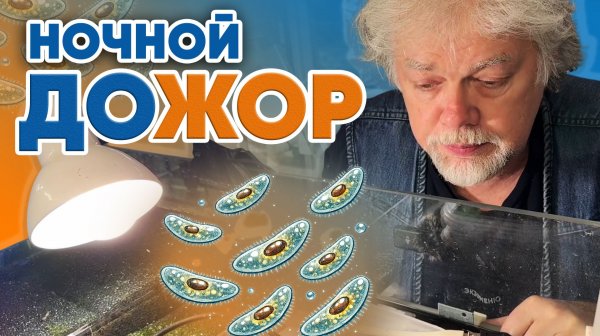 Аквариумные истории из ЭКЗОМЕНЮ (20.02.2026). Ночной доЖОР.