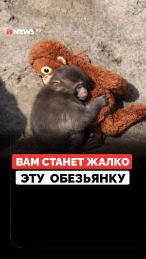 Малыша обижают. Взрослая обезьяна напала на беззащитного Панча