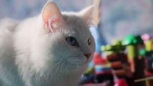 Кот обжора, завтрак кота