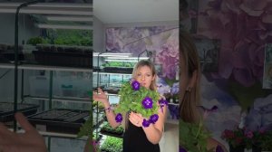 Обзор вегетативных петуний