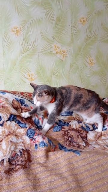 Буся не дремлет