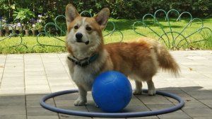 Вельш-корги пемброк. Интеллектуальная дрессировка.