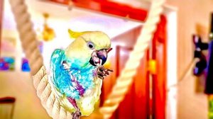 Наконец то! У Киры стали рости новые перья, она даже полюбила сидеть на Люськиной качельке)