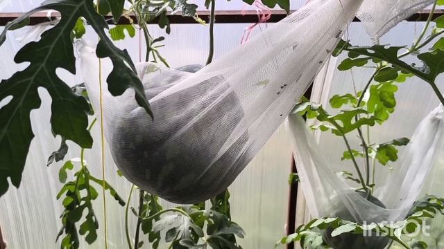 Арбузы в Сибири 26.07.2025 г. смотреть онлайн