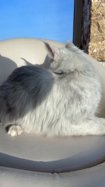 Jali Mos Lakshestar 6 месяцев котенок мейн кун.