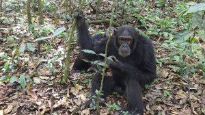 Семейка шимпанзе в Уганде
