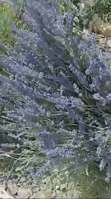 Цветение лавандинов. #южныйсад#крым#садсвоимируками#малыйсад #декоративныйсад#летовсаду