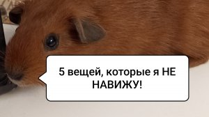 5 вещей, которые НЕНАВИДЯТ морские свинки/Морская Свинка Орешек