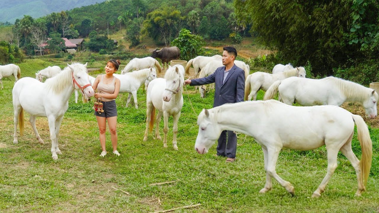 Купила двух лошадей-альбиносов у фермера. Привезла лошадей на рынок, чтобы продать подороже. смотреть онлайн