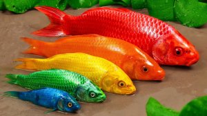 Мультик для детей про разноцветных рыбок. Весёлые приключения рыбок