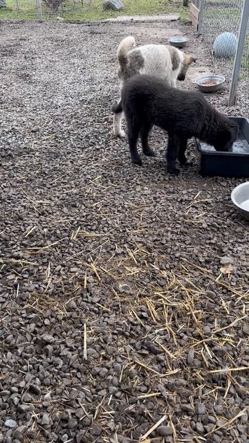 Щенок Борискин обиделся