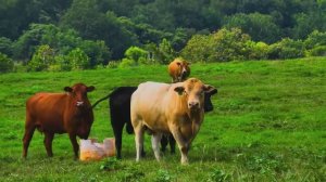 СПОКОЙНАЯ МУЗЫКА ДЛЯ МЕДИТАЦИИ, РАССЛАБЛЕНИЯ И ОТХОДА КО СНУ