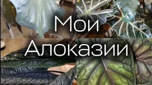 Все мои Алоказии | Обзор сортов