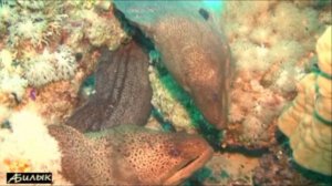 Египет, Красное море. Подводное фото-видео сафари. Часть 2. 2010г. Egypt 2010 2