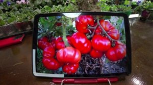 Обзор семян коллекционных томатов. Часть 5