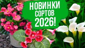 NEW 2026! Бегонии, глоксиния, калла: лучшие и новые сорта.