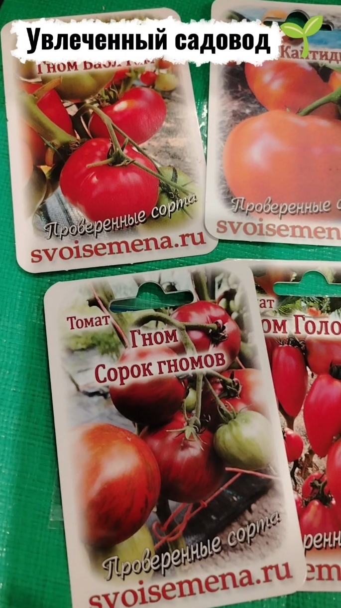 Видеообзор томатов гномы на сезон 2026.Мой выбор
