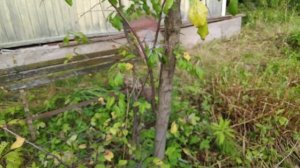 4-Моя новая дача.. второй участок. Уход за Яблонями.. 20.09.21