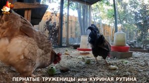 Куриная рутина – что делают куры на выгуле 😂 эпизод (134)
