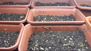 20.02.2026 Вчера начали всходить томаты