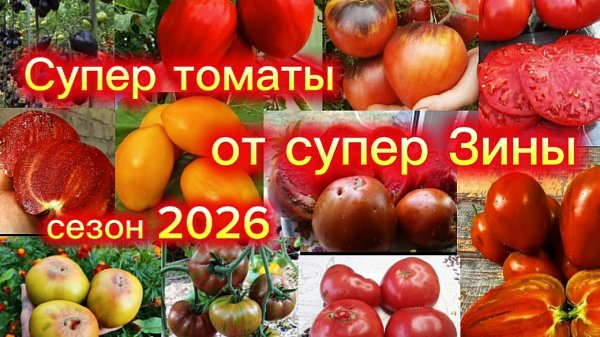 Точно посажу в сезоне 2026. Томаты от Зинаиды Миги.