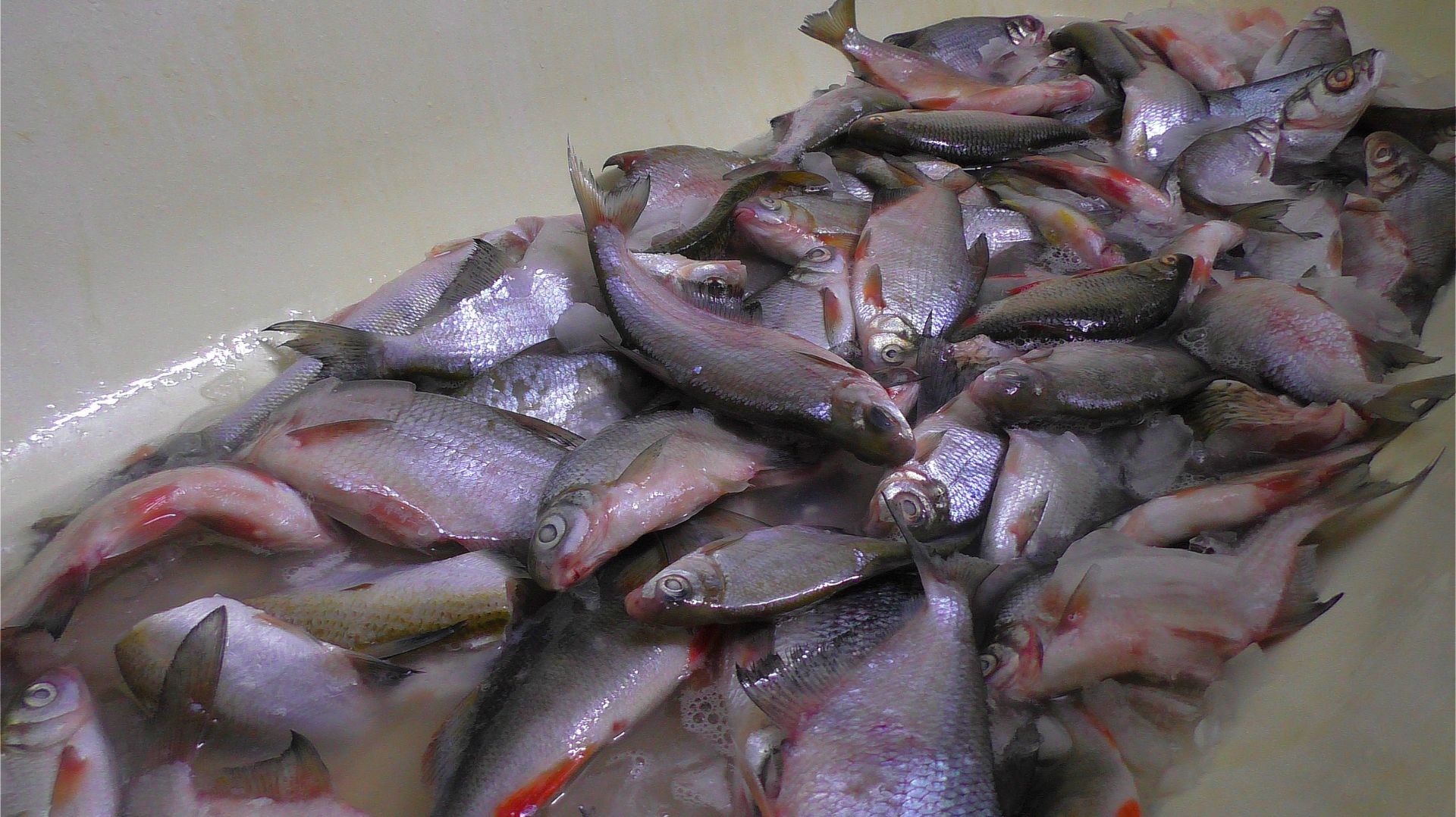 ВОТ ЧТО МОЖНО ДЕЛАТЬ ИЗ РЕЧНОЙ ПОЙМАННОЙ РЫБЫ! смотреть онлайн