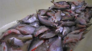 ВОТ ЧТО МОЖНО ДЕЛАТЬ ИЗ РЕЧНОЙ ПОЙМАННОЙ РЫБЫ!