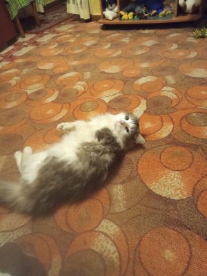 стримчик 🔥