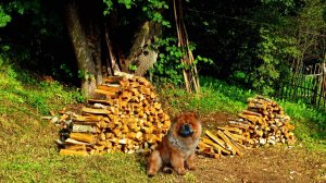 Разгар дачного сезона