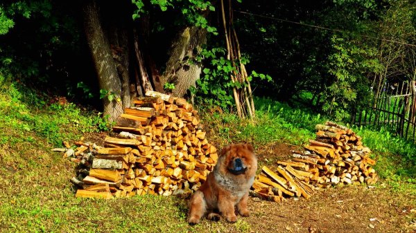 Разгар дачного сезона