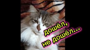 КОШКИ С ОЗВУЧКОЙ