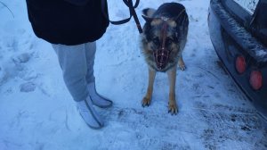 Стресс у Боса. Дневник за 20 февраля