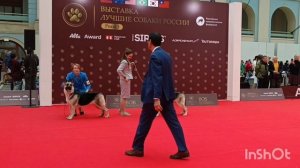 Лучшие собаки России, ВЕО