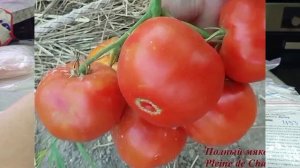 Мой выбор сортов томатов на новый сезон  Новинки от Билла Йодера и Брэда Гейтса. Часть 2