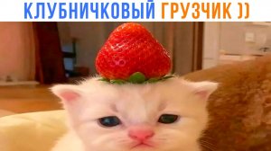 ТЯЖЕЛО БЫТЬ КЛУБНИЧКОВЫМ ГРУЗЧИКОМ ))) Приколы с котами | Мемозг 1721