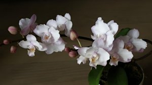 ЧАСТЬ-4. ОРХИДЕИ ДЛЯ ЧАЙНИКОВ. Освещение и полив в холодное время года. Первая орхидея в доме.