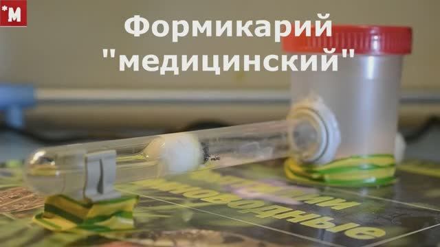 По соннику Нострадамуса муравейник предвещает достаток и благополучие. Формикарий медицинский смотреть онлайн