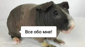 Все о породе морской свинки "СКИННИ"/Морская Свинка Орешек