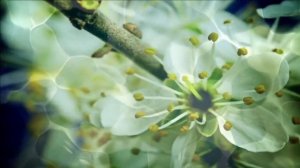 Серега&Co - Зов родной земли (re-mix)