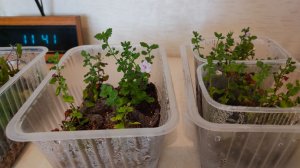 Как я укореняла черенки бакопы Scopia Double Lavender и сальвии Амистад 19.02.2026 г. Пятигорск.