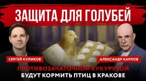 Защита для голубей. Противозачаточной кукурузой будут кормить птиц в Кракове