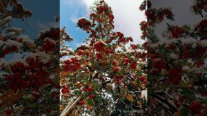 Белым снегом