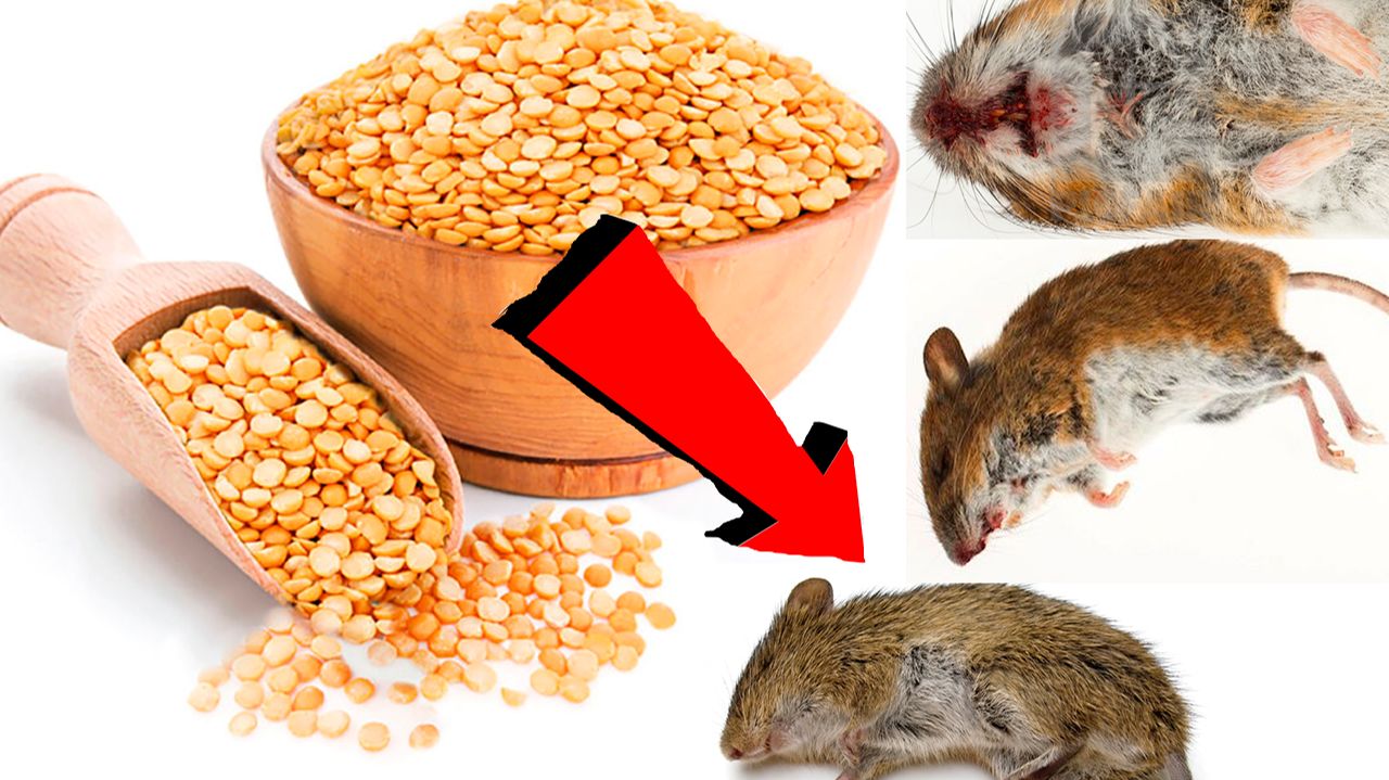 Как избавиться от мышей и крыс навсегда За 1 минуту.