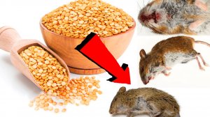 Как избавиться от мышей и крыс навсегда За 1 минуту.