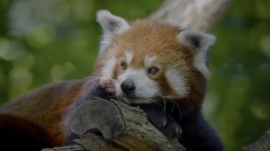 «Тайны природы в HDR: невидимое становится явным»