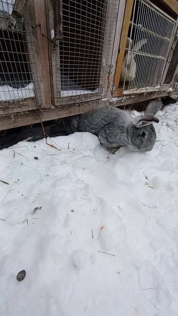 Крольчиха вышла на прогулку