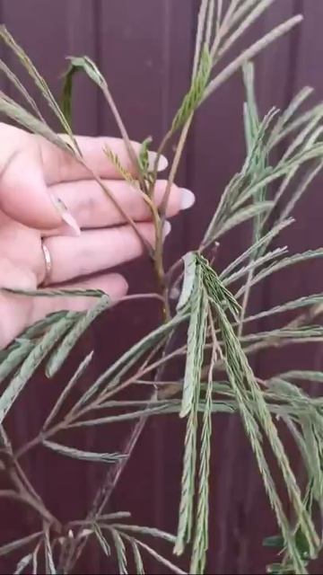 Малышка альбиция ( ленкоранская акация)#альбиция#южныйсад#садна4сотках#крым#южныерастения